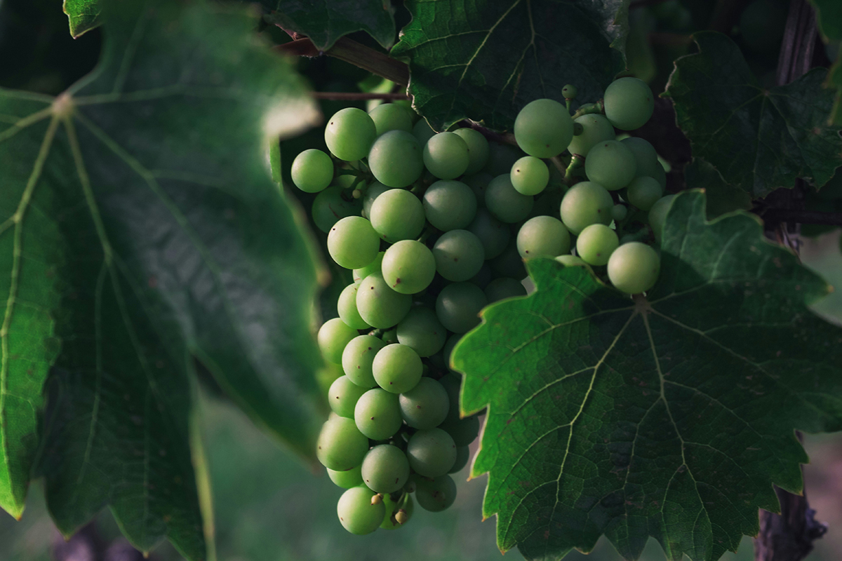 Cava Starptautiskās Vīnogu Šķirnes Raim Catalan Wines