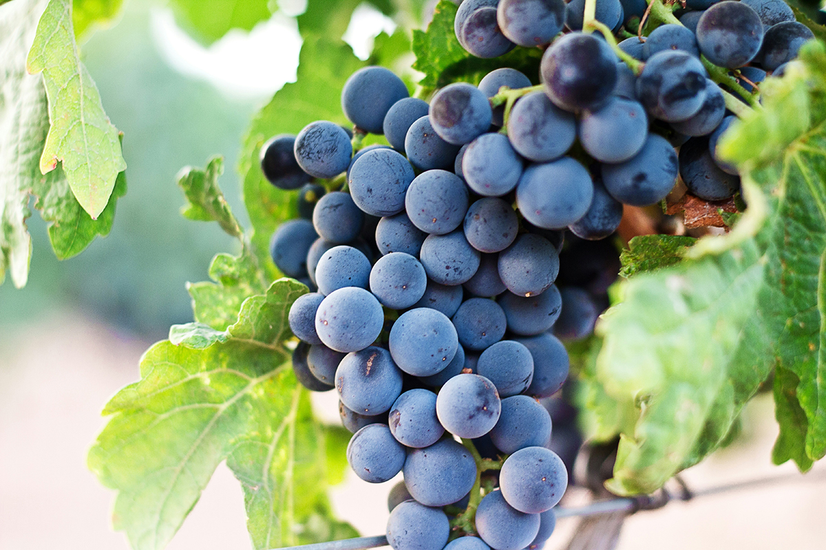 Cava Sarkanās Vīnogu Šķirnes Raim Catalan Wines