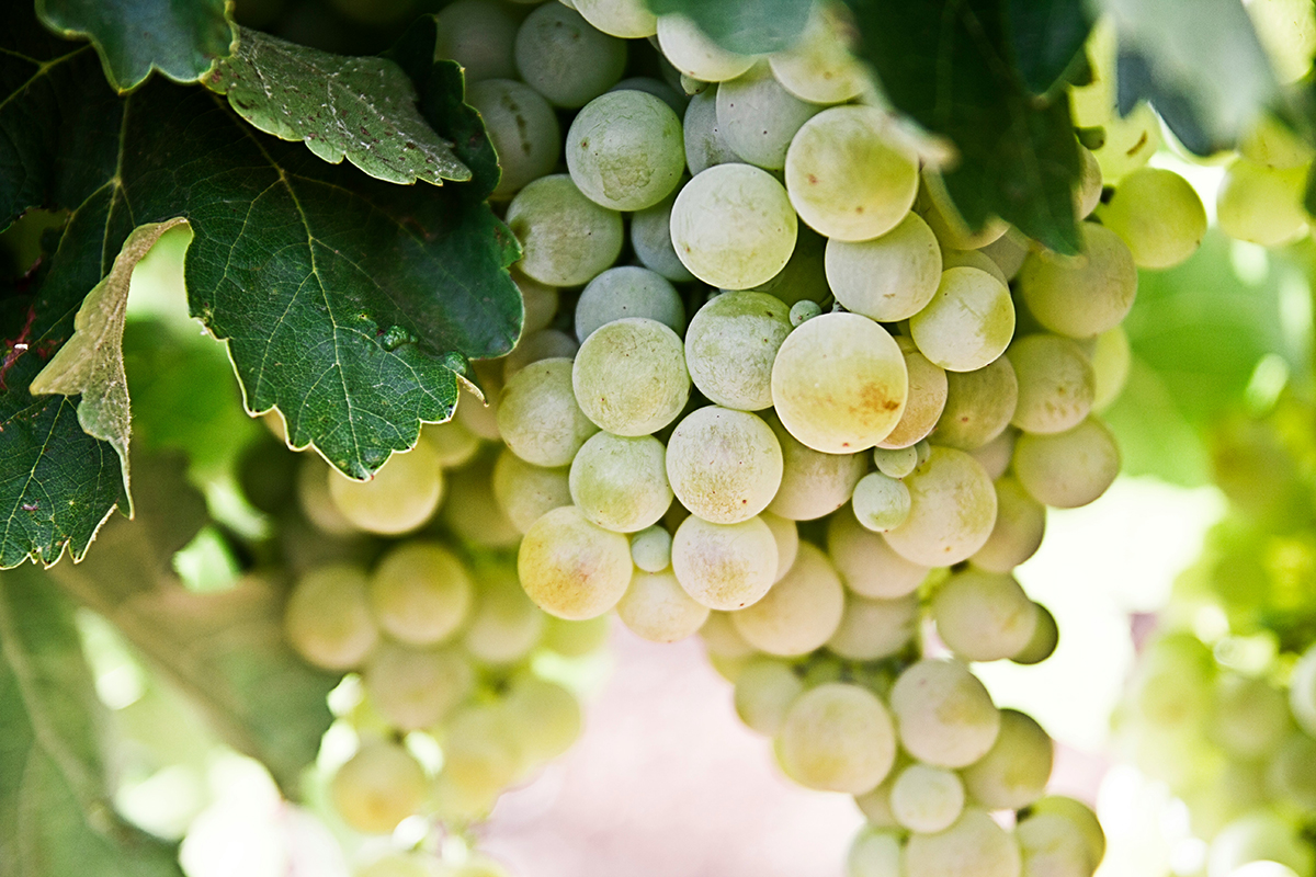 Cava Baltās Vīnogu Šķirnes Raim Catalan Wines