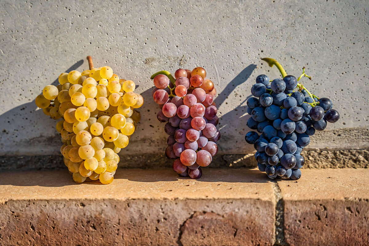 three grape clusters under the sun