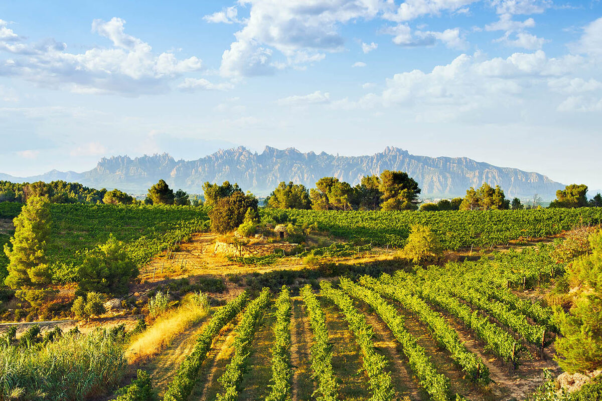 penedes wine region vineyards
