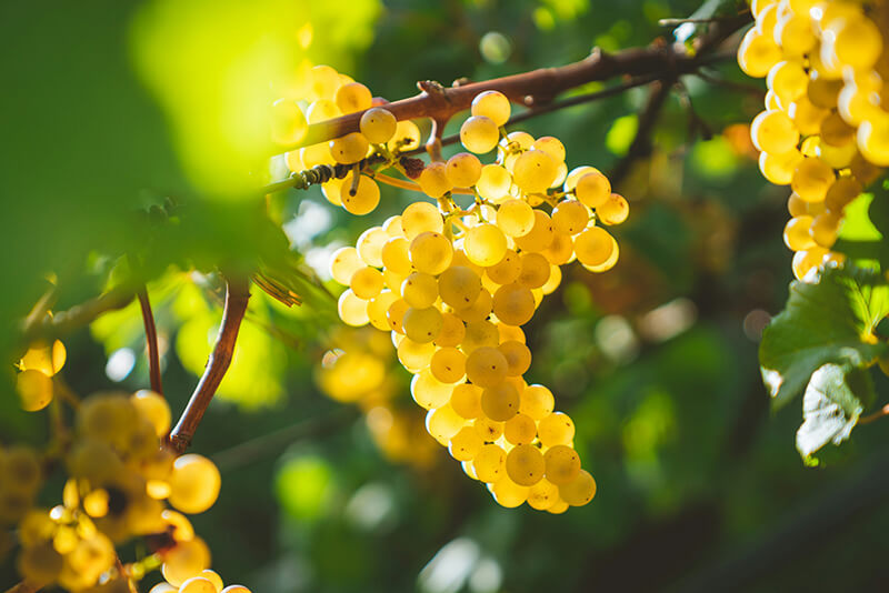 a cluster of white grapes in a vineyard